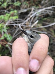 Setophaga coronata coronata × auduboni
