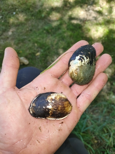 Potomida littoralis