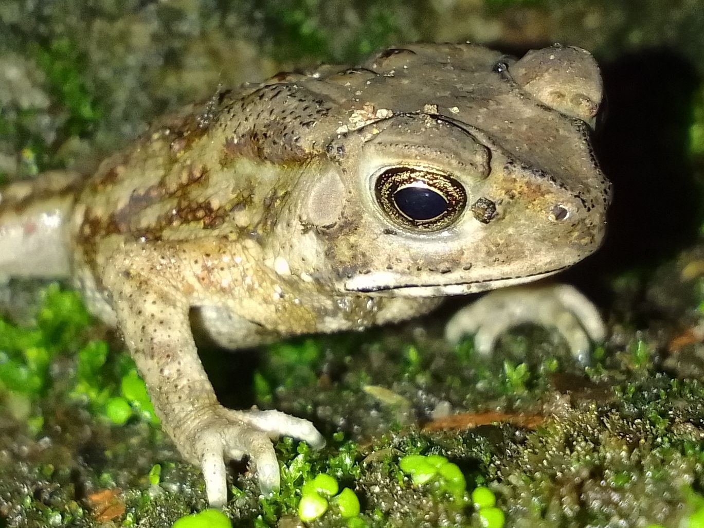 Indian Common True Toad