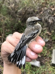 Setophaga coronata coronata × auduboni