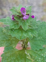 Lamium confertum