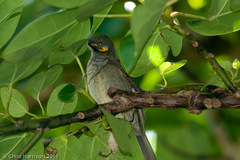 Foulehaio taviunensis