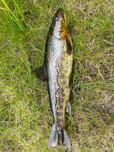 Salmo trutta