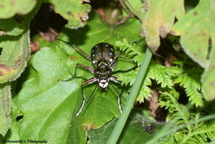 Cosmodela intermedia