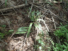 Hymenocallis liriosme
