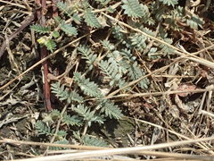 Tribulus terrestris