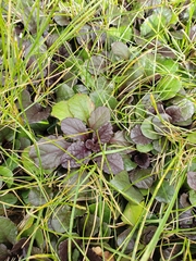 Ajuga reptans