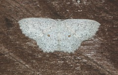 Cosymbiini