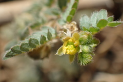 Tribulus terrestris