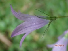 Campanula patula