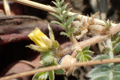 Tribulus terrestris