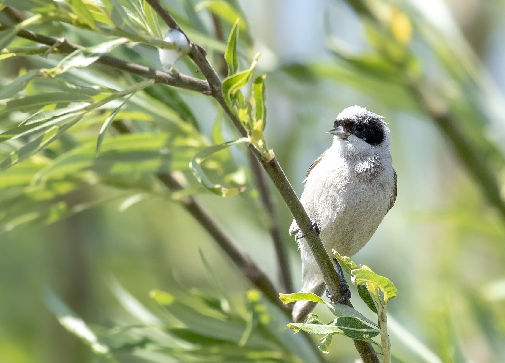 White-crowned Penduline Tit (Remiz coronatus), photo 9