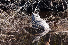 Bubo virginianus subarcticus