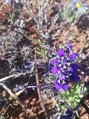 Lapeirousia oreogena