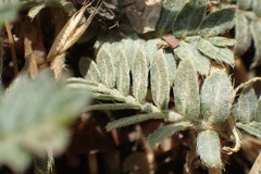 Tribulus terrestris