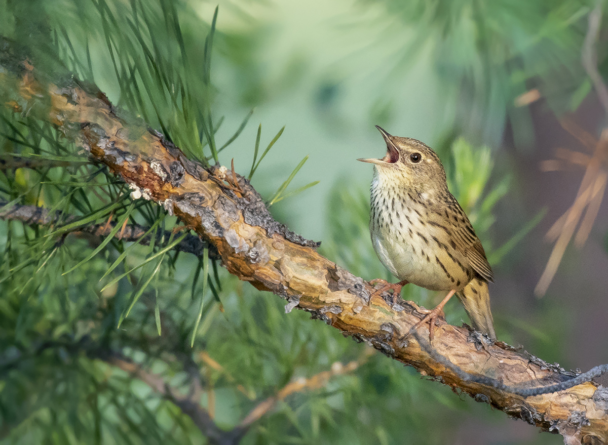 Lanceolated Warbler (Locustella lanceolata)