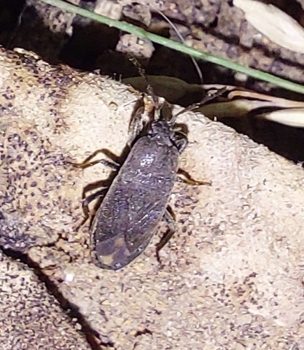 Megalonotus dilatatus