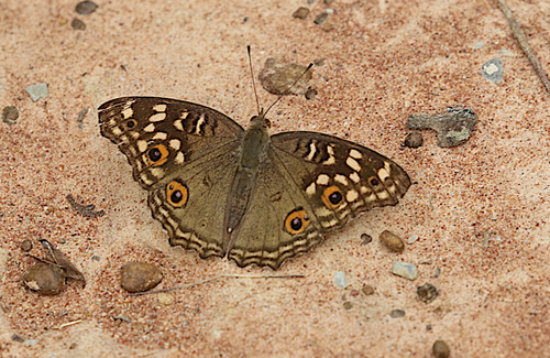 Lemon Pansy