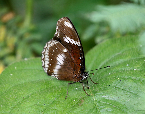 Great Eggfly