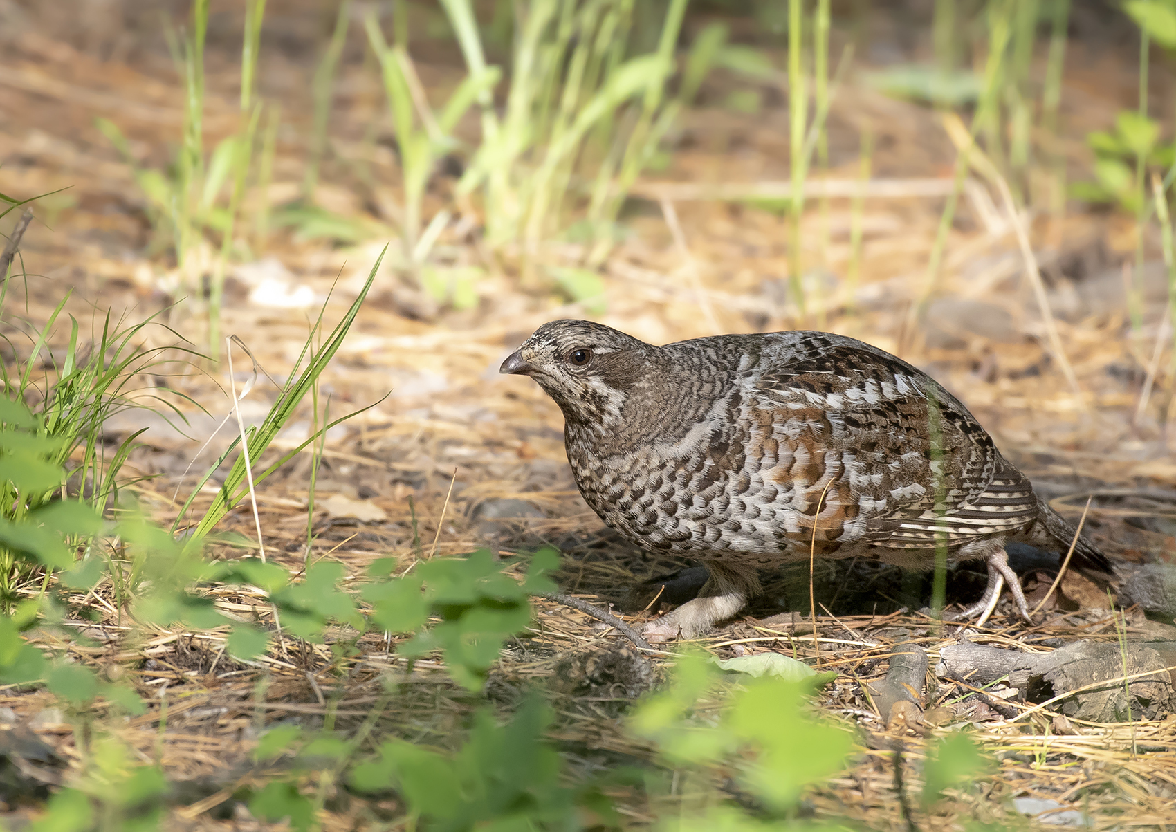 Hazel Grouse (Tetrastes bonasia)