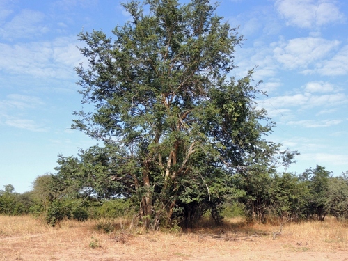 Guibourtia conjugata