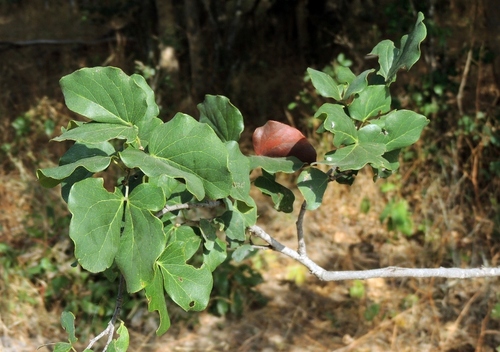 Guibourtia conjugata, photograph 2