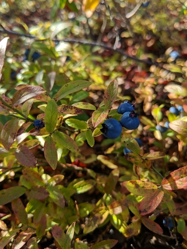 Image of Vaccinium boreale by (c) Tyler Smith, some rights reserved (CC BY-SA)