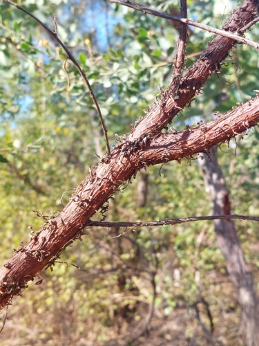 curly-bark wattle (Acacia monticola)