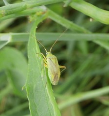 Closterotomus