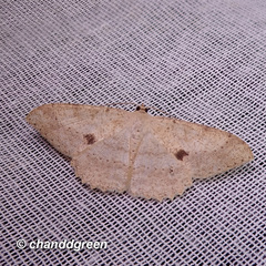 Luxiaria mitorrhaphes