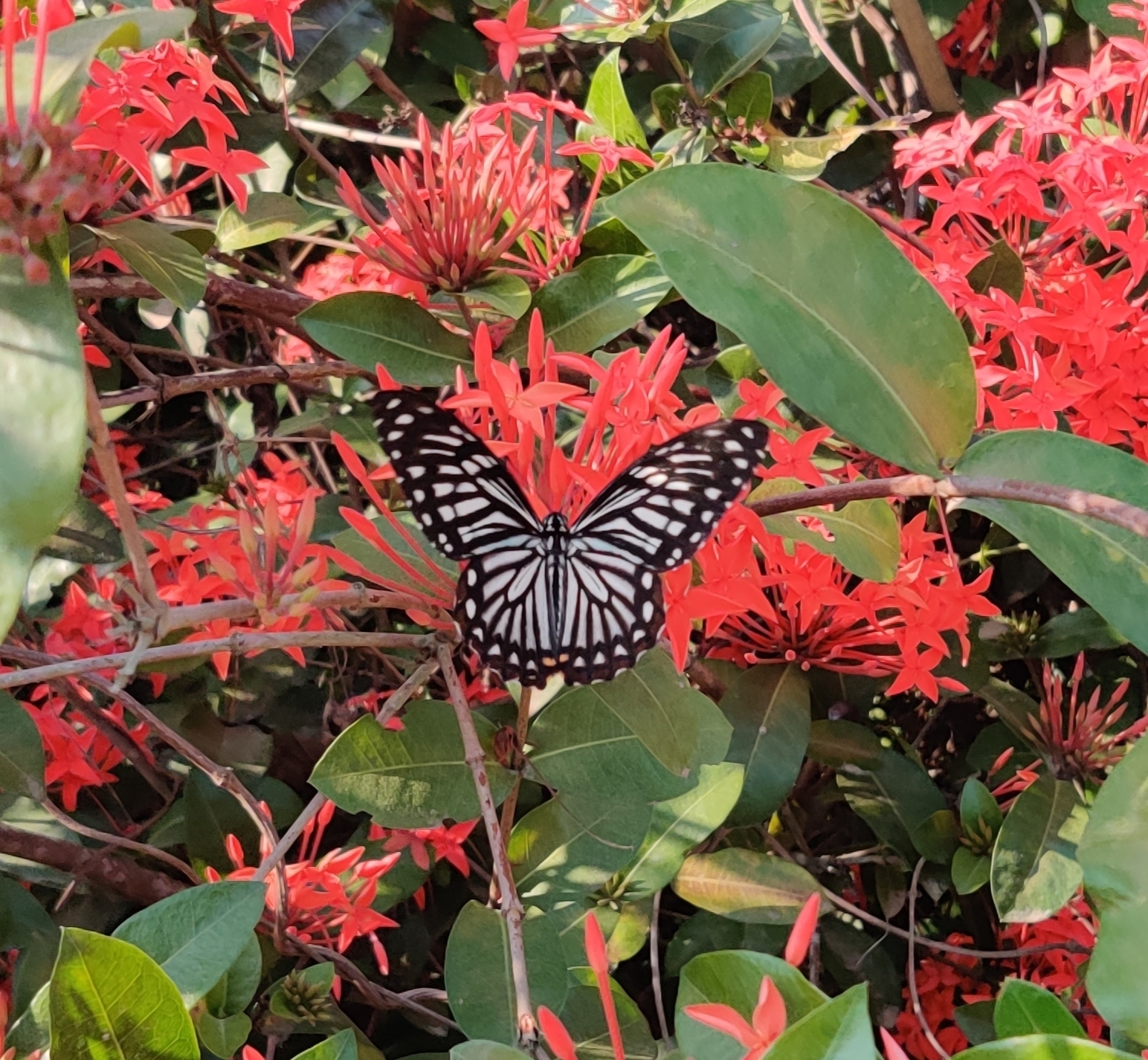 Common Mime