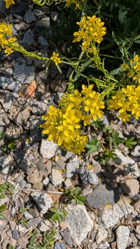 Jeweled rocket (Sisymbrium austriacum)