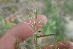 Eragrostis hypnoides