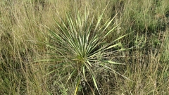 Yucca necopina