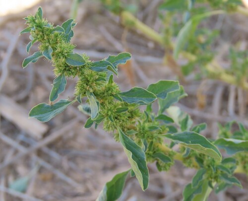 Thunberg's Pigweed (Amaranthus thunbergii)