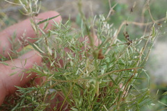 Eragrostis hypnoides