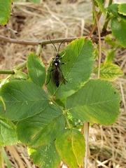 Cratichneumon unifasciatorius