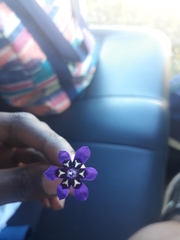 Lapeirousia oreogena