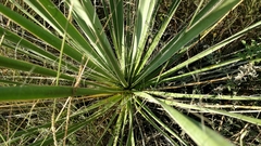 Yucca necopina