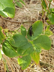 Cratichneumon unifasciatorius