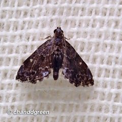 Drosophantis caeruleata