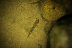 Rhinogobius rubromaculatus