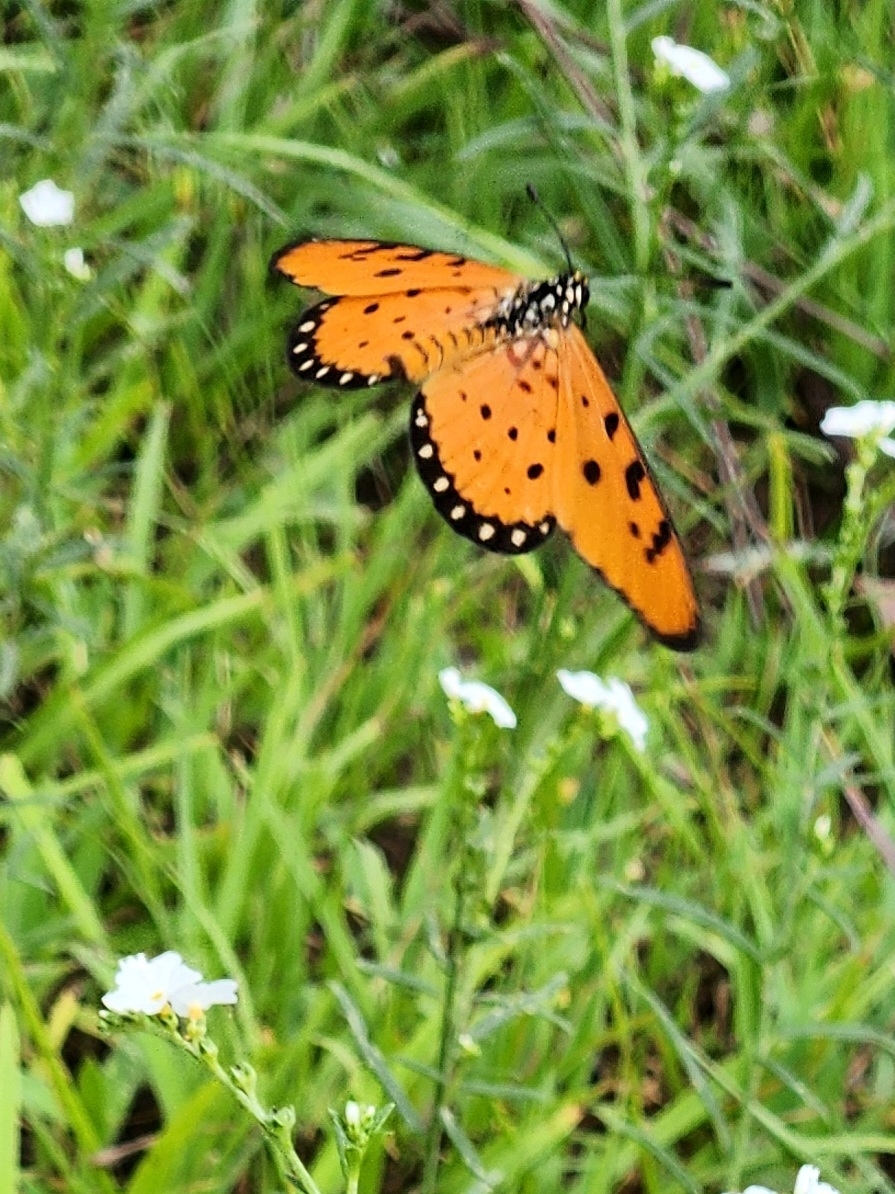 Tawny Coster