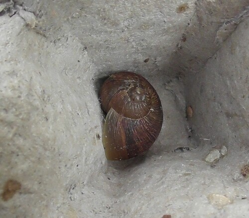 Cornu aspersum