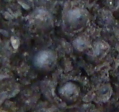 Rosellinia corticium