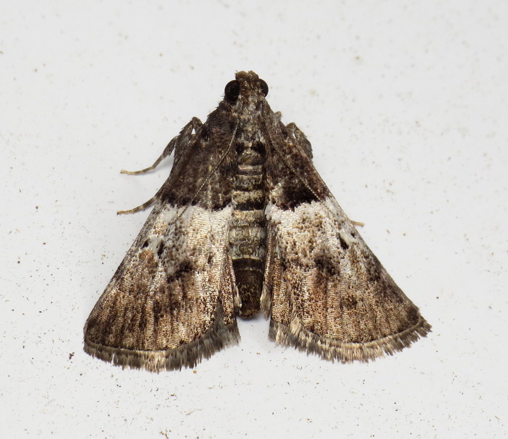 Zeller's Epipaschia