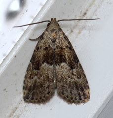 Hypenodes franclemonti