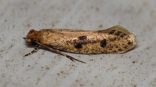 Niditinea sabroskyi