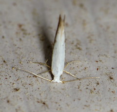 Argyresthia subreticulata