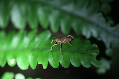 Cryptoderma